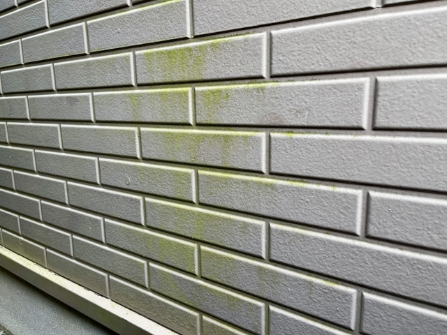 カビ・藻の発生